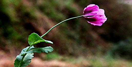 《我是未来：悠闲末日生活》8月9日steam抢先体验 后启示录求生